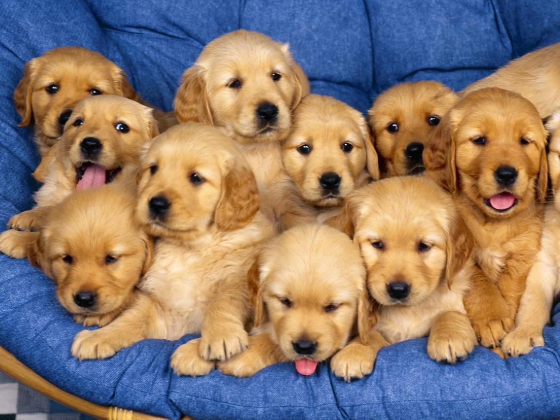 Köpek Sahiplendirme